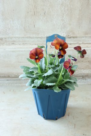 画像3: Nouvelle Vague〜ヌーヴェルヴァーグ〜 No.181