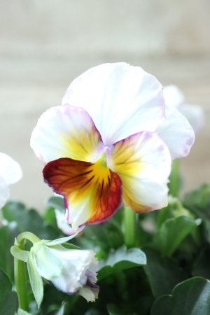 画像1: Nouvelle Vague〜ヌーヴェルヴァーグ〜 No.179