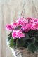 画像4: 見上げたくなるシクラメン "flow ~er~ フローエル" No.10 (4)