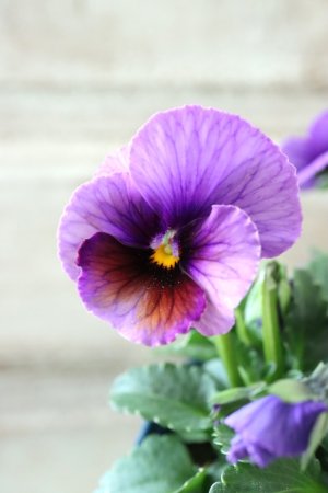 画像3: Nouvelle Vague〜ヌーヴェルヴァーグ〜 No.169