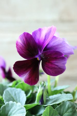 画像4: Nouvelle Vague〜ヌーヴェルヴァーグ〜 No.171