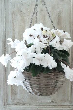 画像2: 見上げたくなるシクラメン "flow ~er~ フローエル" No.5