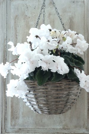 画像1: 見上げたくなるシクラメン "flow ~er~ フローエル" No.5