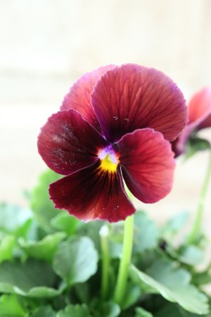 画像4: Nouvelle Vague〜ヌーヴェルヴァーグ〜 No.168