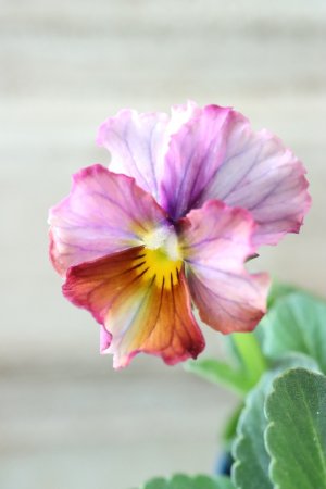 画像1: Nouvelle Vague〜ヌーヴェルヴァーグ〜 No.166