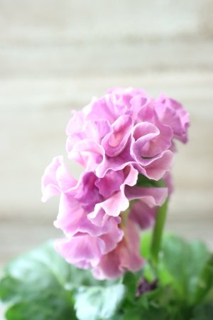 画像4: Robe de Antoinette〜ローブ・ドゥ・アントワネット〜 No.118