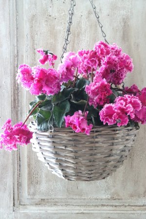 画像6: 見上げたくなるシクラメン "flow ~er~ フローエル" No.9