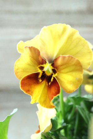 画像1: Nouvelle Vague〜ヌーヴェルヴァーグ〜 No.196