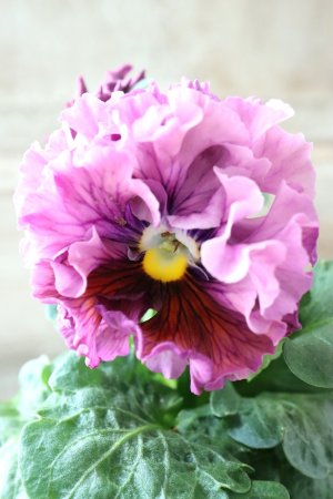 画像3: Robe de Antoinette〜ローブ・ドゥ・アントワネット〜 No.90