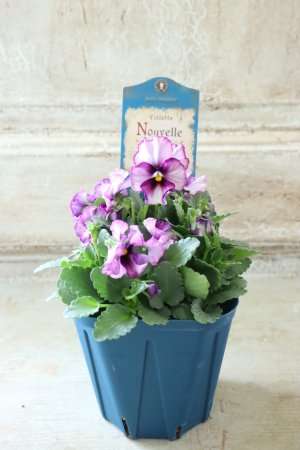 画像5: Nouvelle Vague〜ヌーヴェルヴァーグ〜 No.180