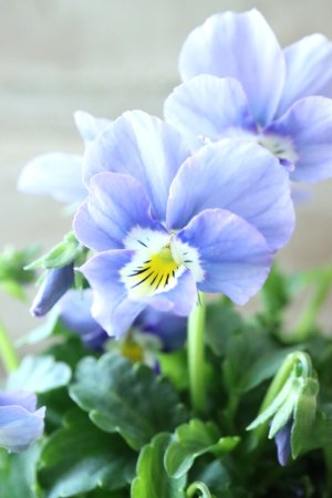 画像1: Nouvelle Vague〜ヌーヴェルヴァーグ〜 No.175