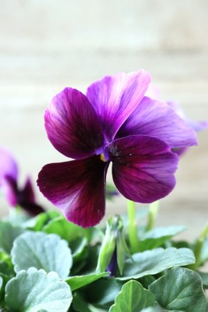 画像3: Nouvelle Vague〜ヌーヴェルヴァーグ〜 No.171