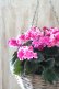 画像5: 見上げたくなるシクラメン "flow ~er~ フローエル" No.10 (5)