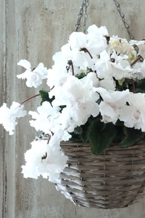 画像4: 見上げたくなるシクラメン "flow ~er~ フローエル" No.5