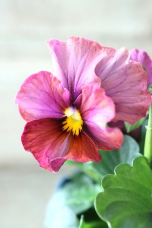 画像3: Nouvelle Vague〜ヌーヴェルヴァーグ〜 No.178