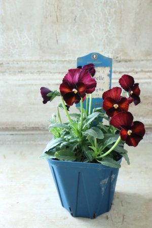 画像4: Nouvelle Vague〜ヌーヴェルヴァーグ〜 No.199