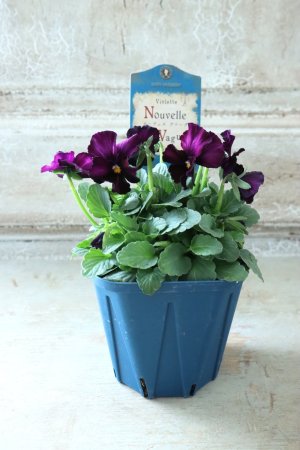 画像4: Nouvelle Vague〜ヌーヴェルヴァーグ〜 No.162