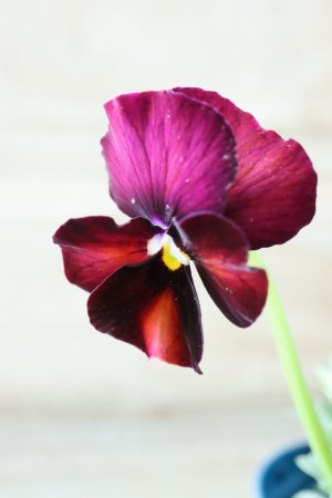 画像3: Nouvelle Vague〜ヌーヴェルヴァーグ〜 No.199