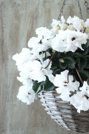 画像6: 見上げたくなるシクラメン "flow ~er~ フローエル" No.5