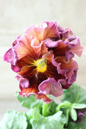 画像3: Robe de Antoinette Rococo〜ローブ・ドゥ・アントワネット ロココ〜 No.80