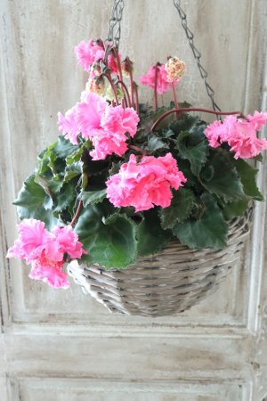 画像6: 見上げたくなるシクラメン "flow ~er~ フローエル" No.2