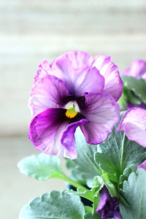 画像3: Nouvelle Vague〜ヌーヴェルヴァーグ〜 No.180