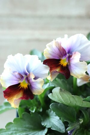 画像3: Nouvelle Vague〜ヌーヴェルヴァーグ〜 No.190