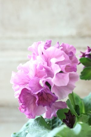 画像4: Robe de Antoinette〜ローブ・ドゥ・アントワネット〜 No.90