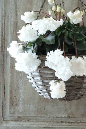 画像6: 見上げたくなるシクラメン "flow ~er~ フローエル" No.6