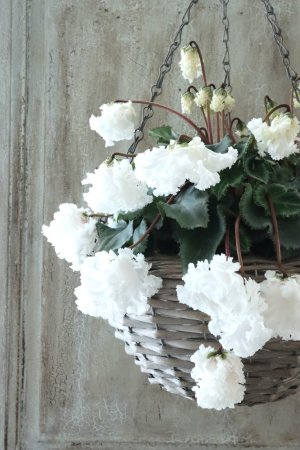 画像4: 見上げたくなるシクラメン "flow ~er~ フローエル" No.6