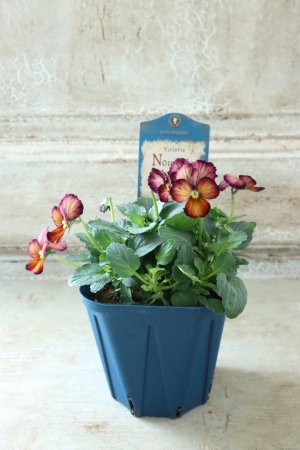 画像4: Nouvelle Vague〜ヌーヴェルヴァーグ〜 No.191