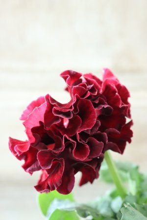 画像4: Robe de Antoinette〜ローブ・ドゥ・アントワネット〜 No.87