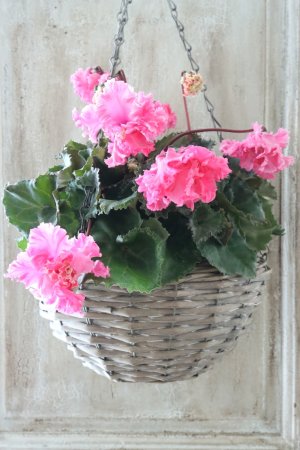 画像2: 見上げたくなるシクラメン "flow ~er~ フローエル" No.2