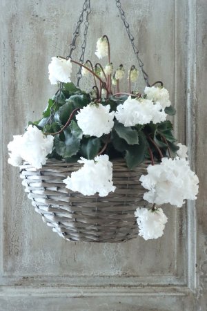 画像1: 見上げたくなるシクラメン "flow ~er~ フローエル" No.6