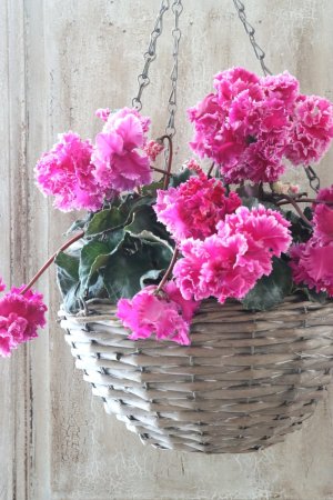 画像3: 見上げたくなるシクラメン "flow ~er~ フローエル" No.9