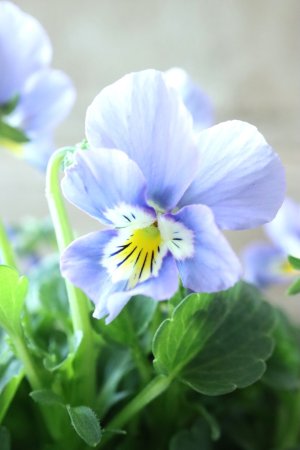 画像4: Nouvelle Vague〜ヌーヴェルヴァーグ〜 No.175