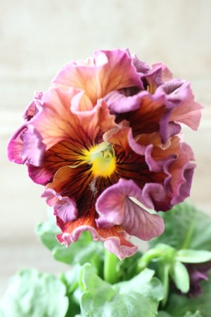 画像2: Robe de Antoinette Rococo〜ローブ・ドゥ・アントワネット ロココ〜 No.80