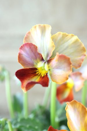 画像1: Nouvelle Vague〜ヌーヴェルヴァーグ〜 No.198