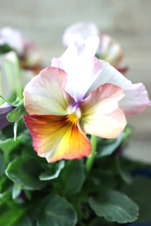 画像3: Nouvelle Vague〜ヌーヴェルヴァーグ〜 No.173