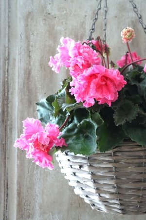 画像4: 見上げたくなるシクラメン "flow ~er~ フローエル" No.2