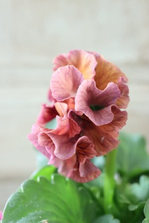 画像4: Robe de Antoinette〜ローブ・ドゥ・アントワネット〜 No.151