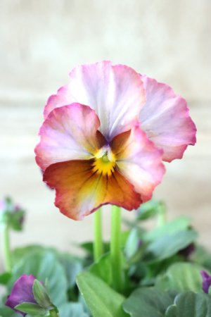 画像1: Nouvelle Vague〜ヌーヴェルヴァーグ〜 No.227