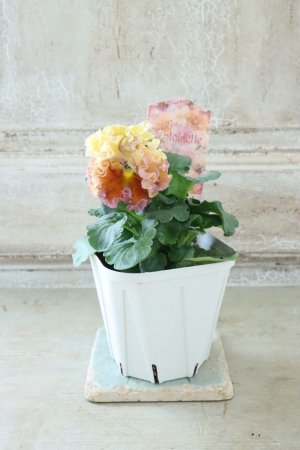 画像6: Robe de Antoinette〜ローブ・ドゥ・アントワネット〜 No.131