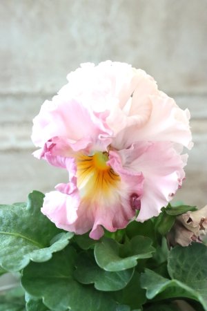 画像2: Robe de Antoinette〜ローブ・ドゥ・アントワネット〜 No.128