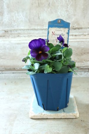 画像4: Nouvelle Vague〜ヌーヴェルヴァーグ〜 No.219