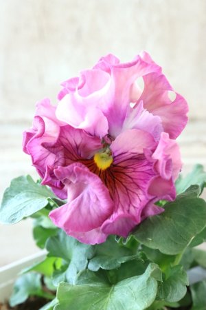 画像1: Robe de Antoinette〜ローブ・ドゥ・アントワネット〜 No.126