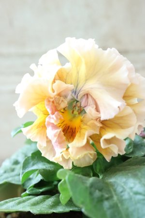 画像1: Robe de Antoinette〜ローブ・ドゥ・アントワネット〜 No.153