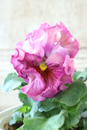 画像2: Robe de Antoinette〜ローブ・ドゥ・アントワネット〜 No.126