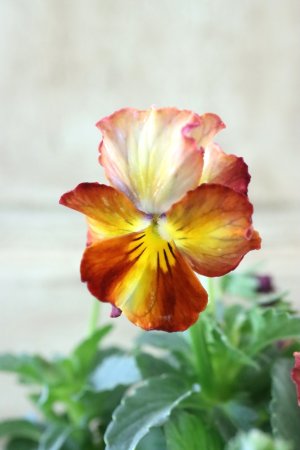 画像3: Nouvelle Vague〜ヌーヴェルヴァーグ〜 No.203