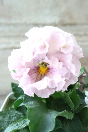 画像2: Robe de Antoinette〜ローブ・ドゥ・アントワネット〜 No.139